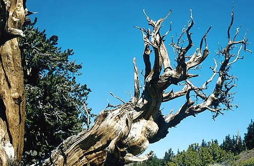 De oudste boom op Aarde is een Pinus longaeva in California