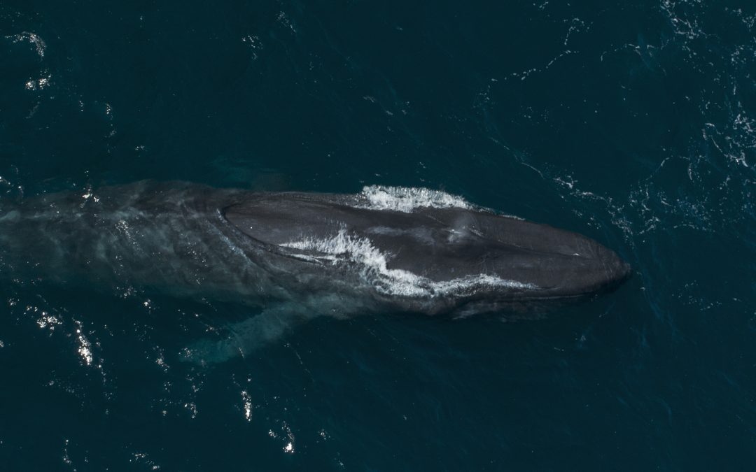 The Blue Whale is the largest animal to have lived