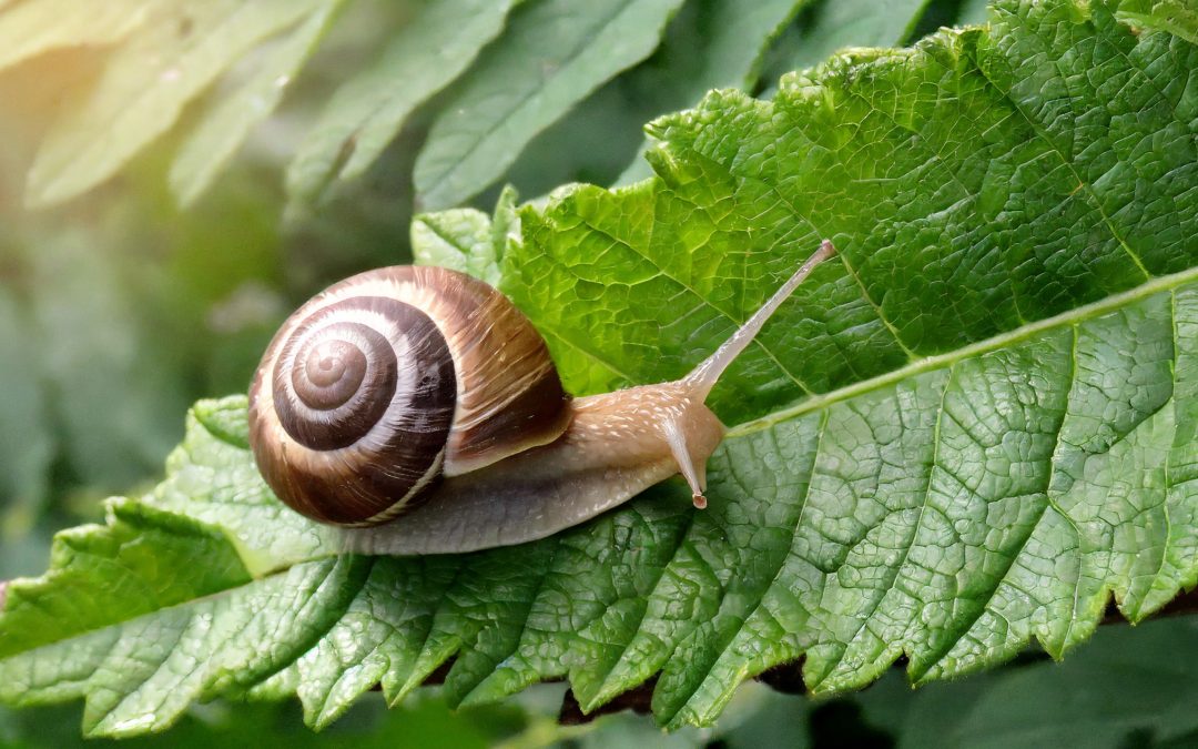 Slak kan 3 jaar slapen zonder te eten