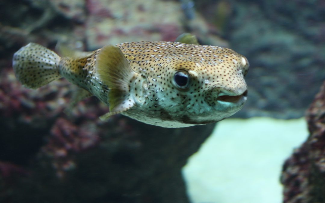 Eating a Pufferfish can be deadly