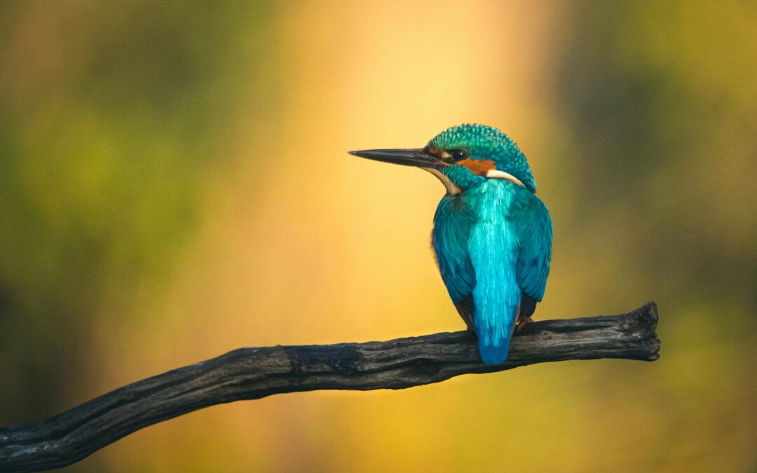 Vogels kauwen met hun maag