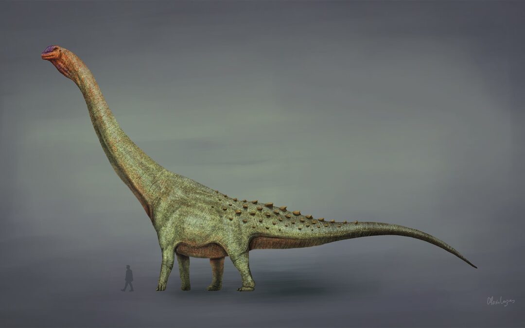 Grootste dinosaurus ooit gevonden is de Argentinosaurus