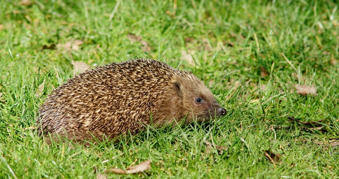 The hedgehog lived already during the time of the dinosaurs