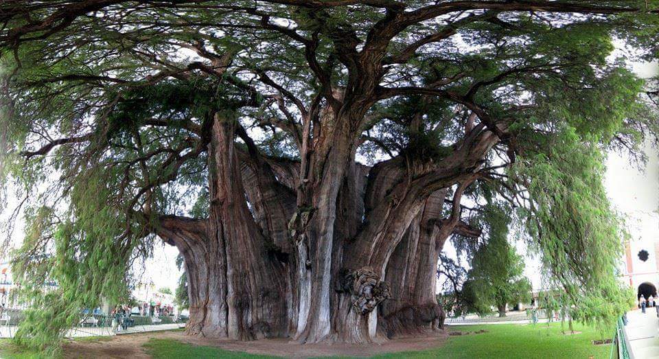 De dikste boom op aarde is “El Arbol del Tule” in Mexico