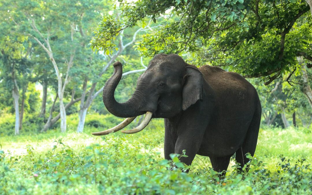 Een Olifant kan niet springen