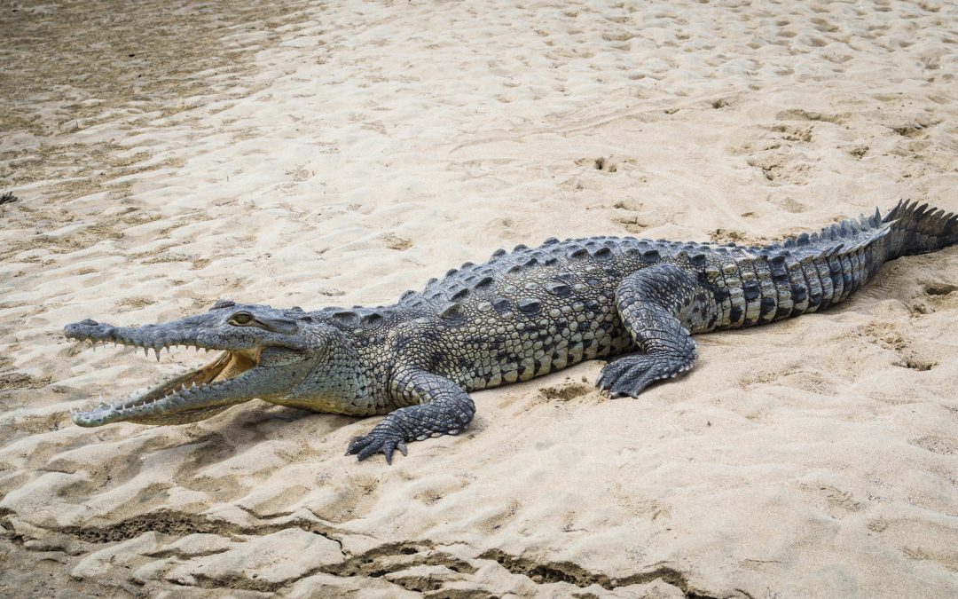 Krokodil leefde 200 miljoen jaar geleden al