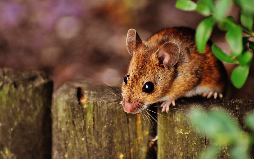 Het hart van een muis klopt meer dan 600 keer per minuut