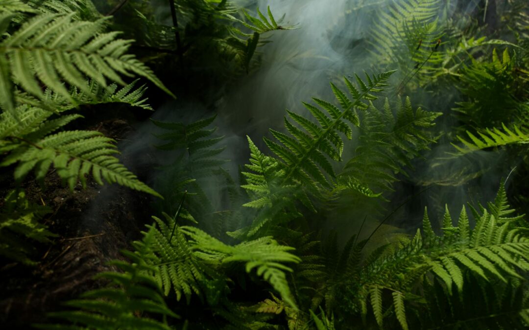 In prehistoric times, there were gigantic ferns