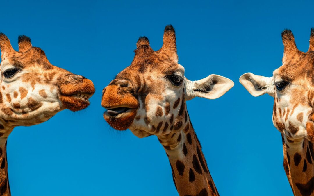 De tong van een giraffe kan bijna een halve meter lang worden