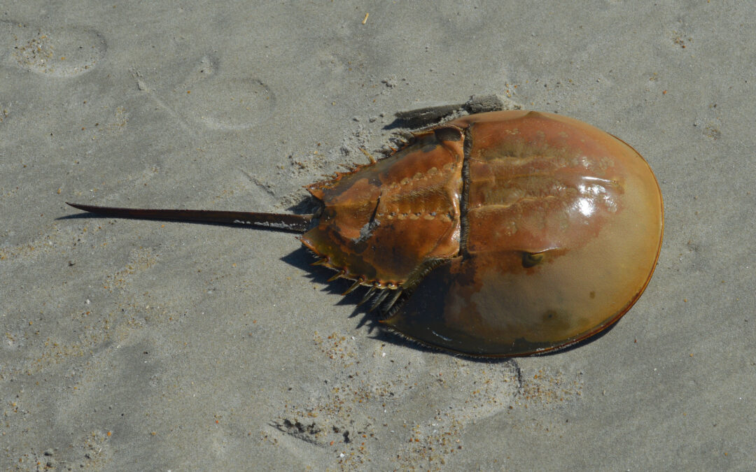 Een Degenkrab heeft blauw bloed