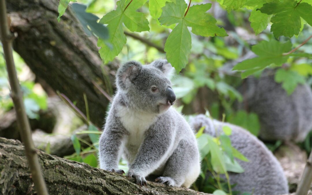 Een Koala slaapt 18 tot 22 uur per dag