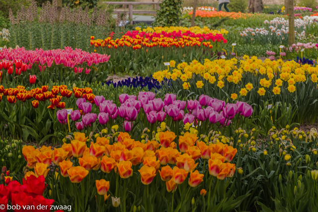 Eerste economische bubble ooit was de tulpen bubble in Nederland