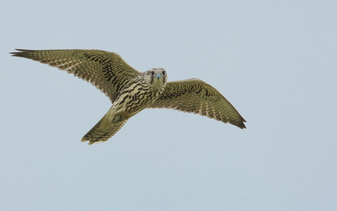 The fastest animal on Earth is the Peregrine falcon